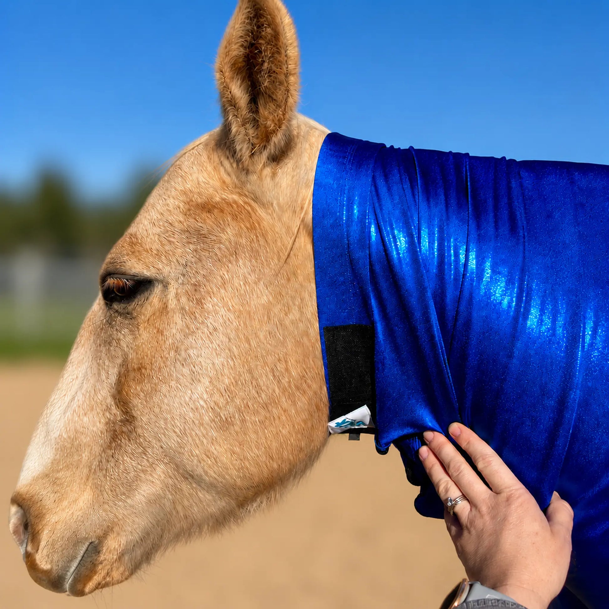 metallic royal blue faceless full body sleazy horse neck view showing 