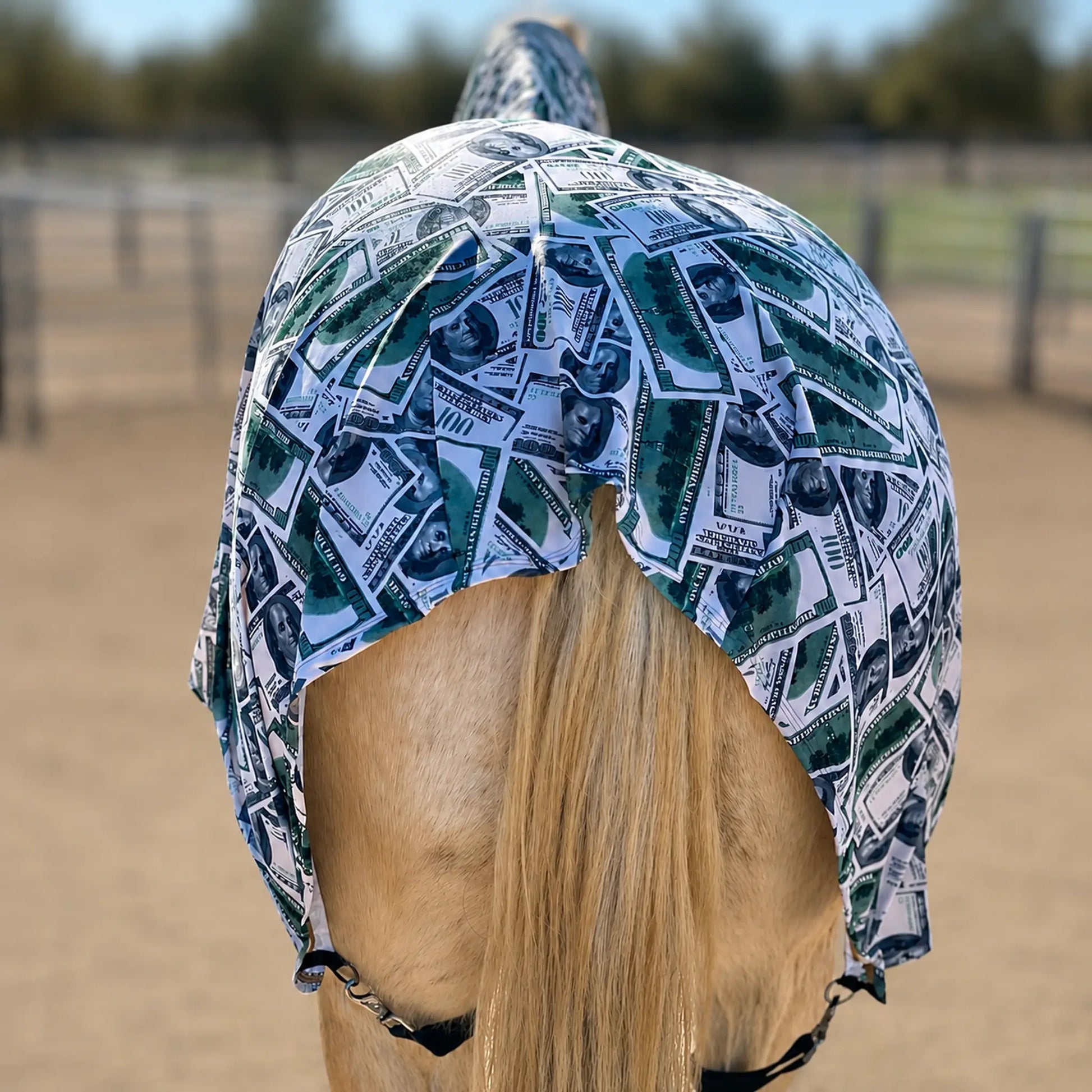 A light tan horse viewed from behind wearing a money full body sleazy, fabric horse cover with a green and white dollar-bill print, standing in an outdoor arena.
