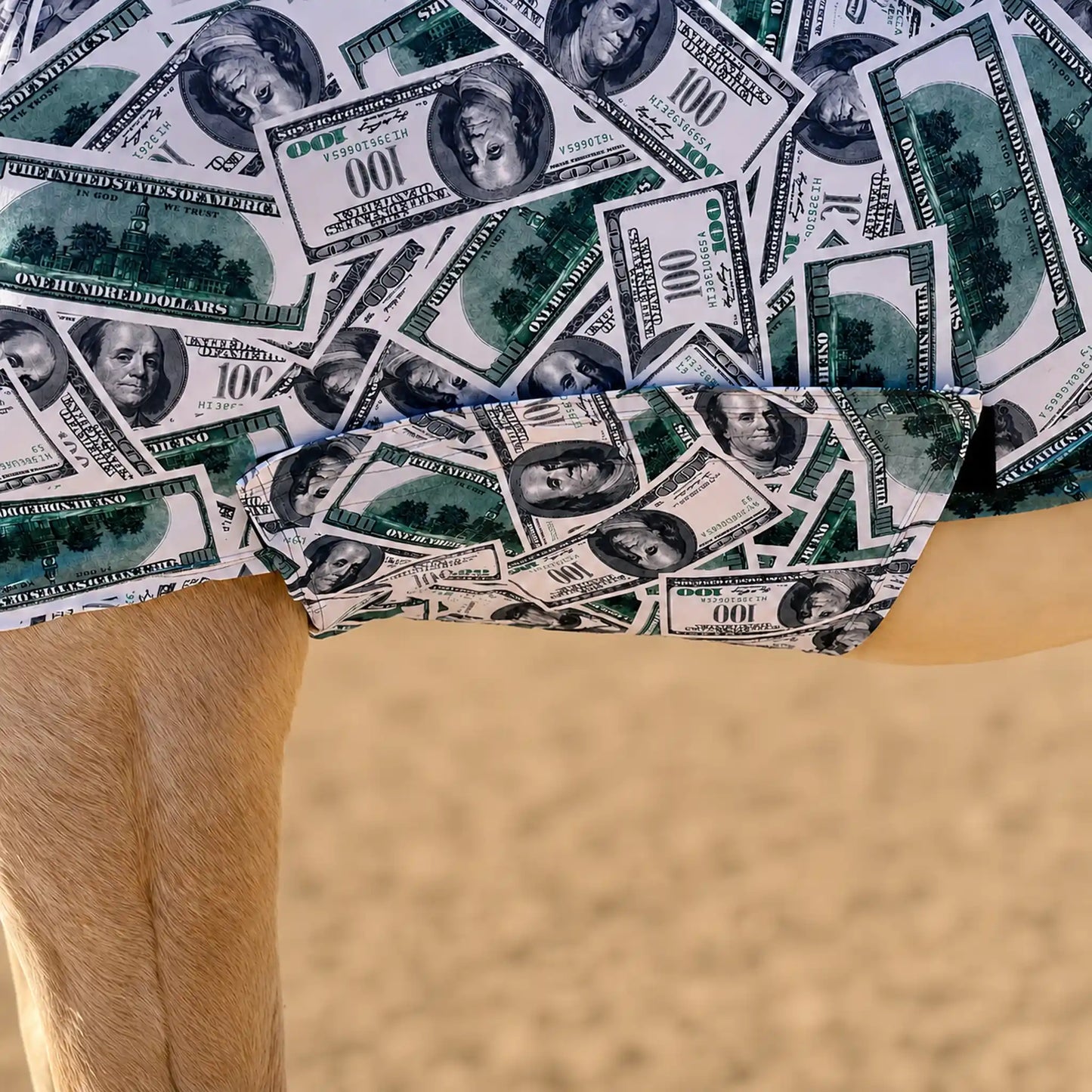Close-up of a money full body horse sleazy with a printed pattern of U.S. $100 bills, shown on a person outdoors against a sandy background.